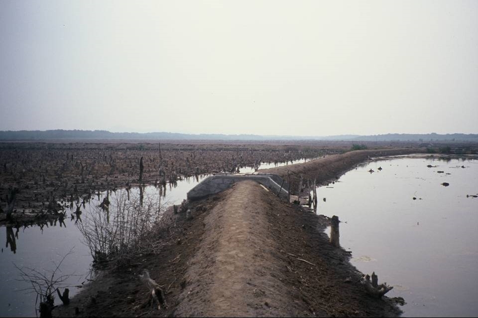 Mangrove destruction to make way for a shrimp farm, Nicaragua