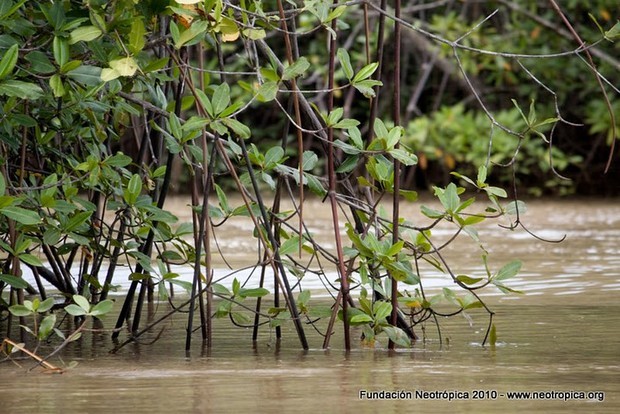 Mangroves in the Golfo Dulce